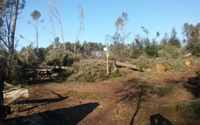 El bosc de Can Deu, després de les ventades/ Espai Natura